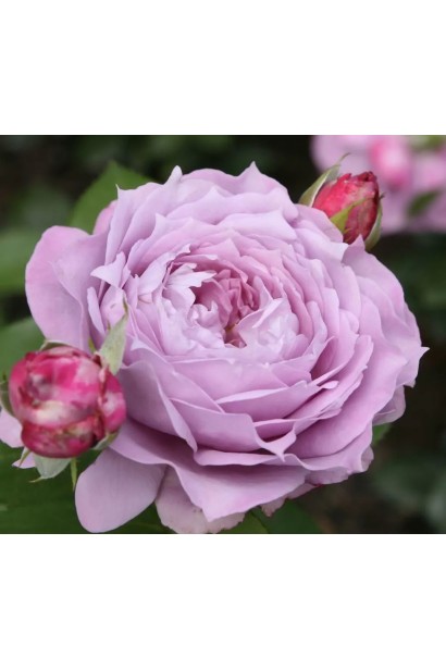 Rose floribunda Novalis 